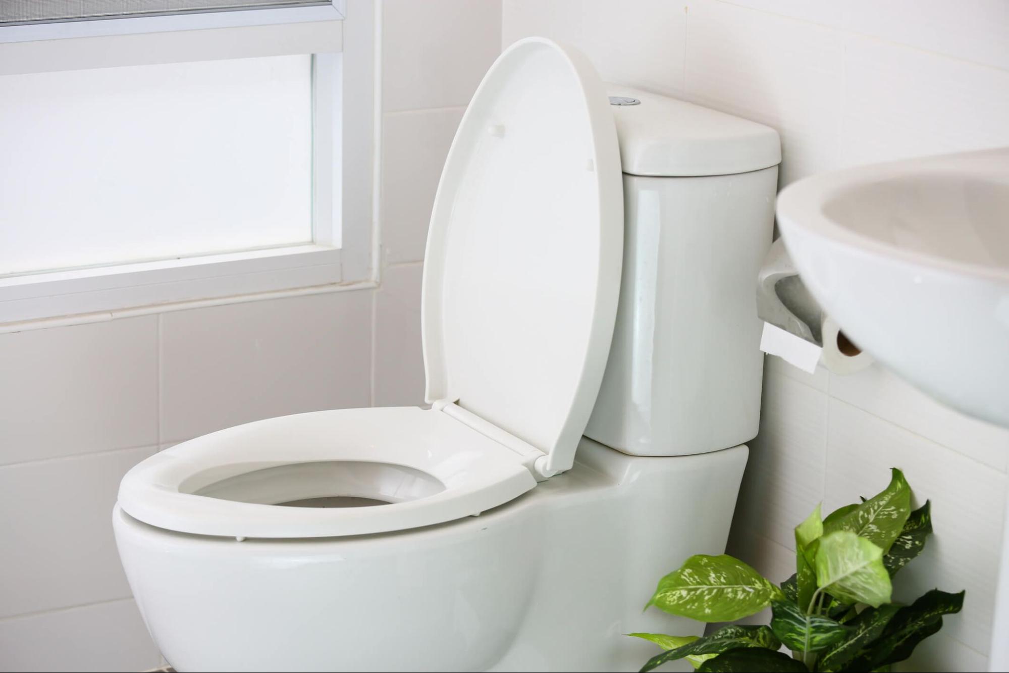 Mold Growing in the Toilet? Here’s What It May Mean TMR