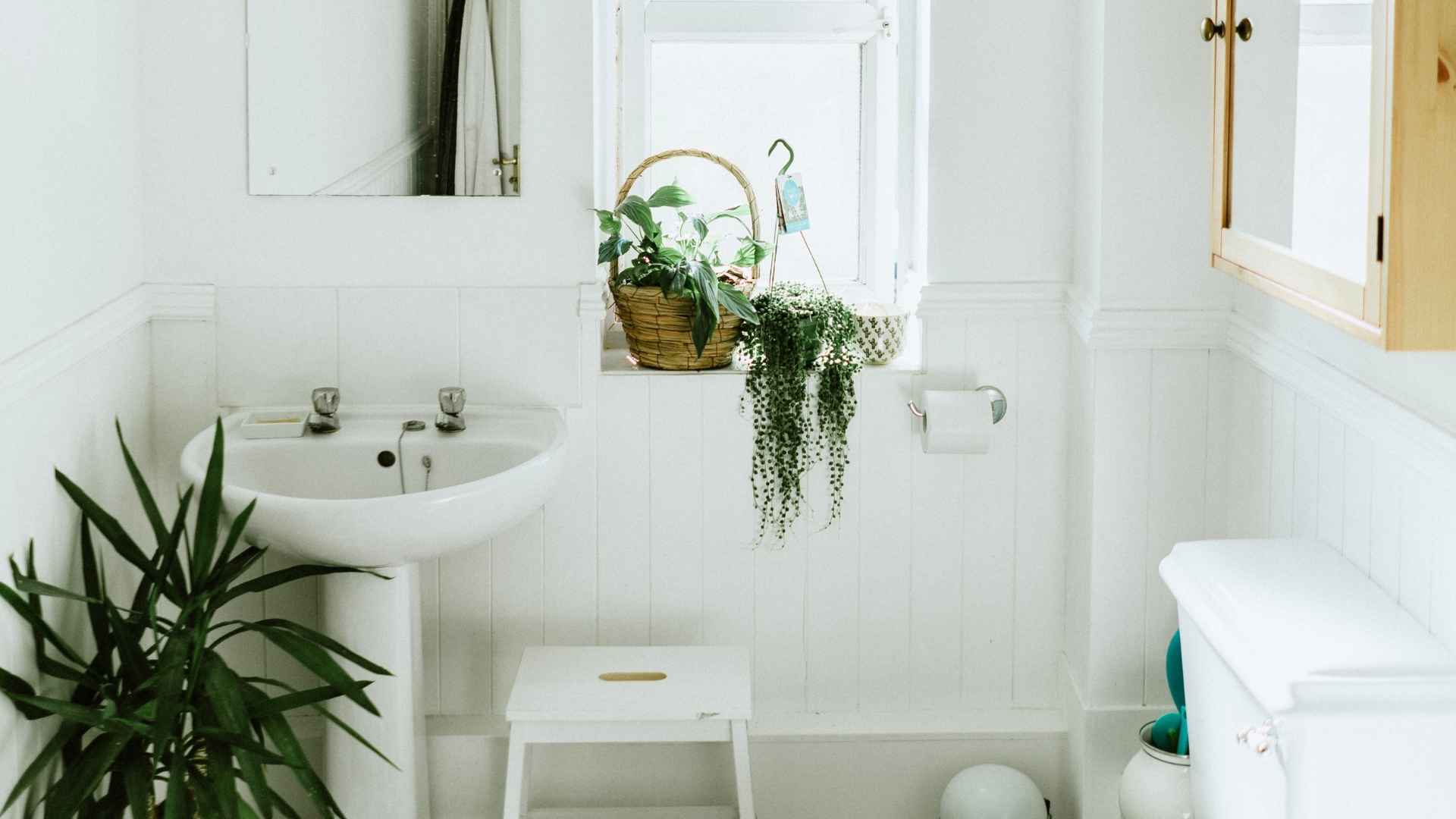 7 Bathroom Mold Prevention Ideas to Keep Your Home Safe